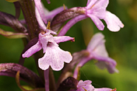 Anacamptis pyramidalis Anacamptis pyramidalis